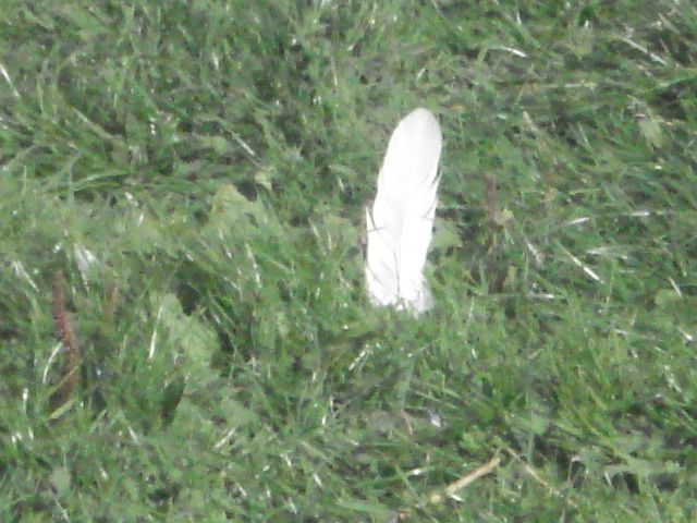 White goose feather on green grass