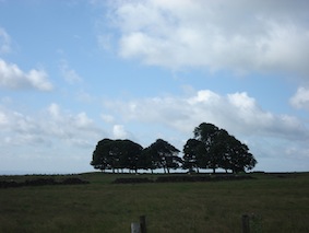 Row of trees on open moorland, blue sky with clouds