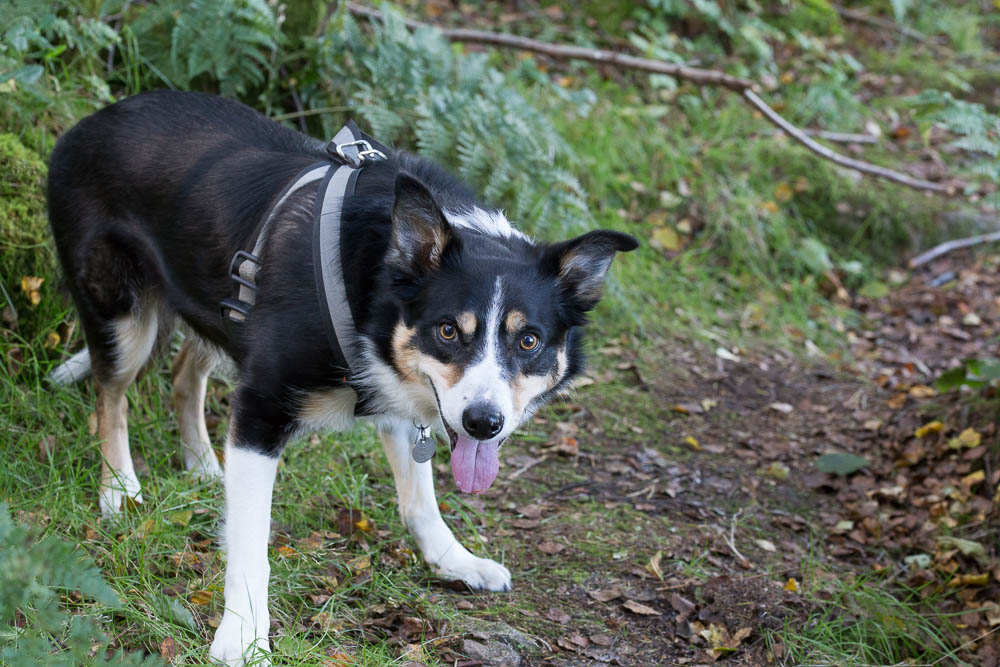 Nell the Border Collie out on a country walk