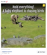 Facebook post of baby elephant chasing birds