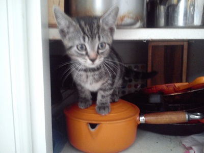 Kitten sitting on saucepans