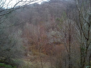 Misty trees on a hillside