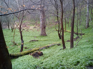 Green bluebell leaves under the trees