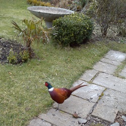 Brightly coloured cock pheasant