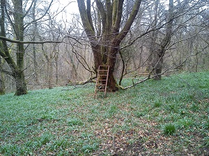 Green woodland with a ladder leaning up against a tree
