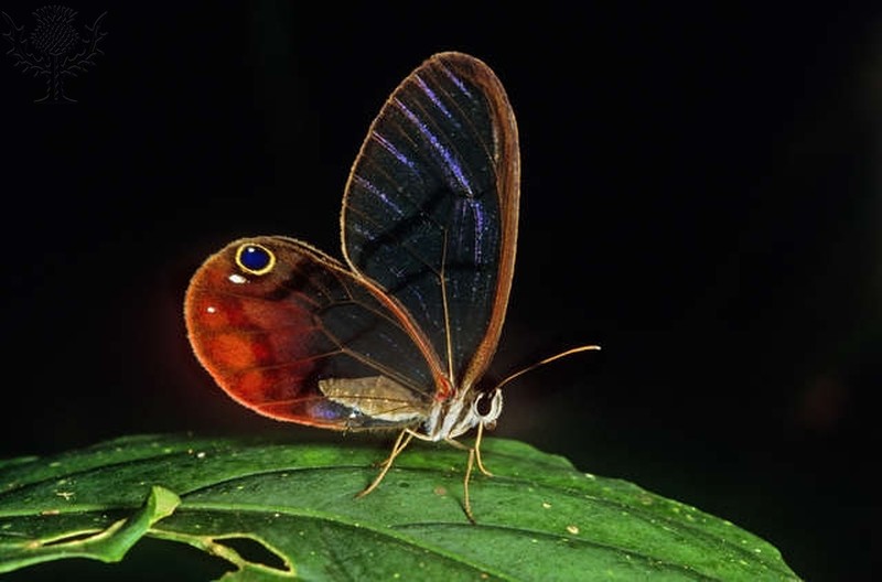 Elegant butterfly