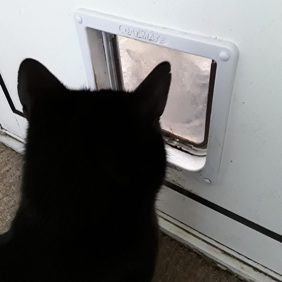 Two cats either side of a catflap staring at each other