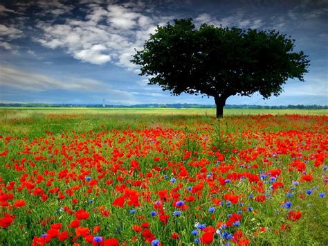 Poppy field