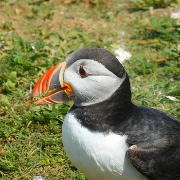 Puffin