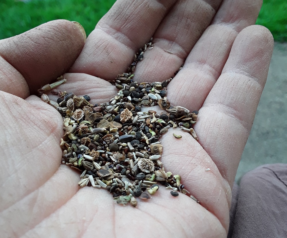 Hand holding wildflower seeds