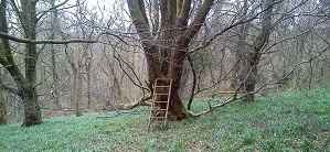 A ladder propped against a tree in misty woodland
