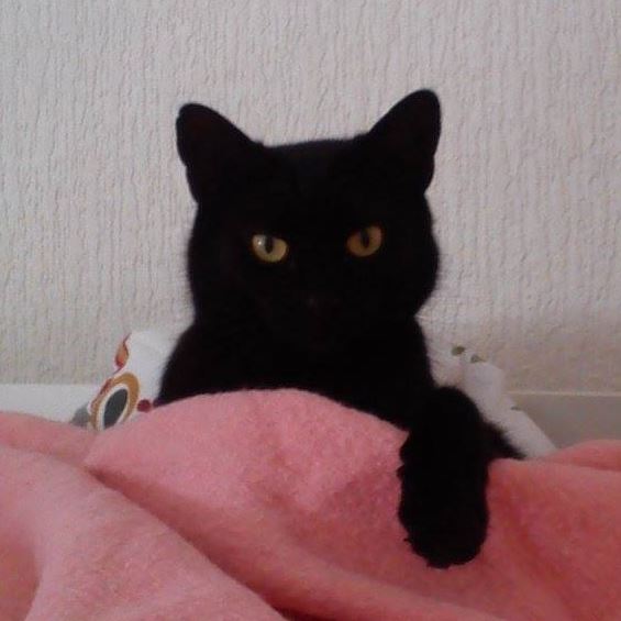 Black cat sitting up as if in bed, looking indignant
