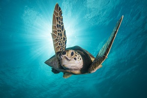 Turtle swimming in clear blue seas