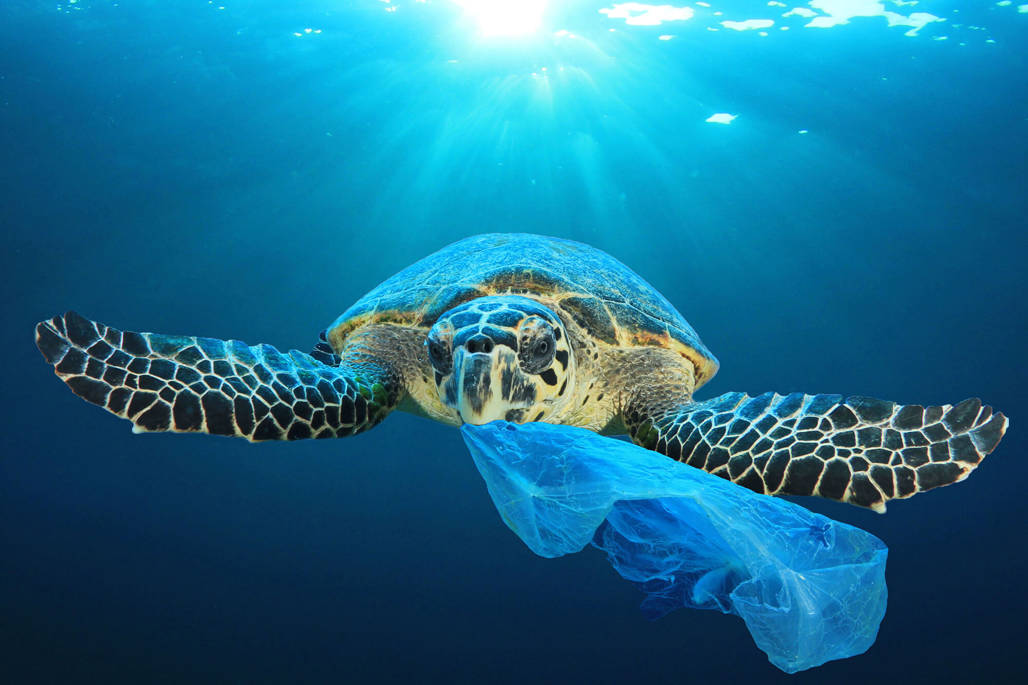 Turtle swimming in clear blue seas, eating a plastic bag