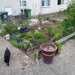 Herb and vegetable garden with black cat walking down pathway.