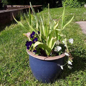 Plant pot with purple violas in a clump and white violas spilling over the side