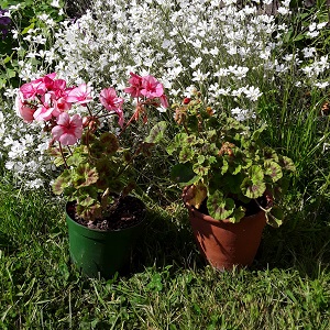 Two flourishing pelargonium plants with pink flowers and red buds against a background of white flowers