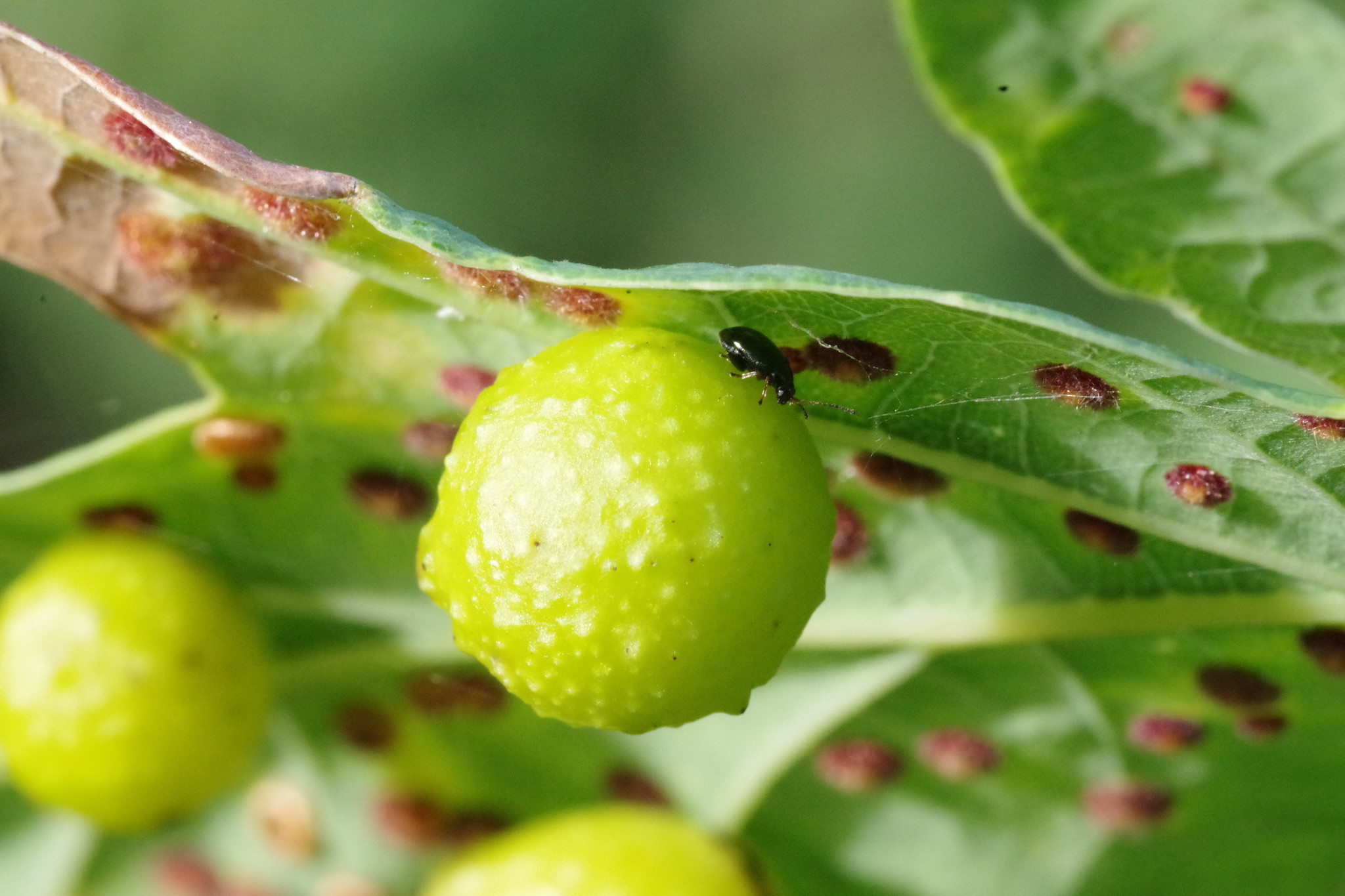 Beetle on a gall