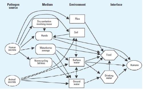 Faecal-oral pathways of disease