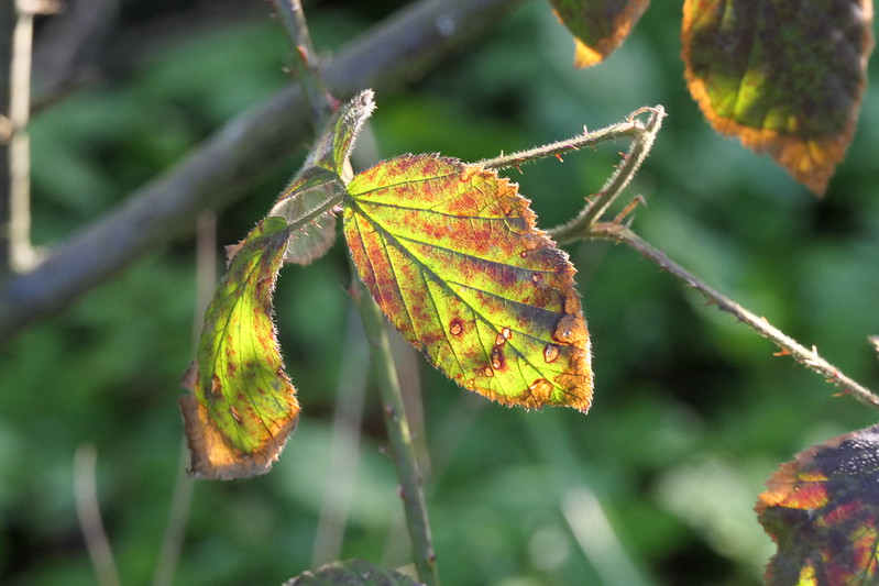 Nother leaf