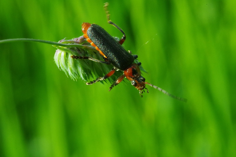 Beetle on brink