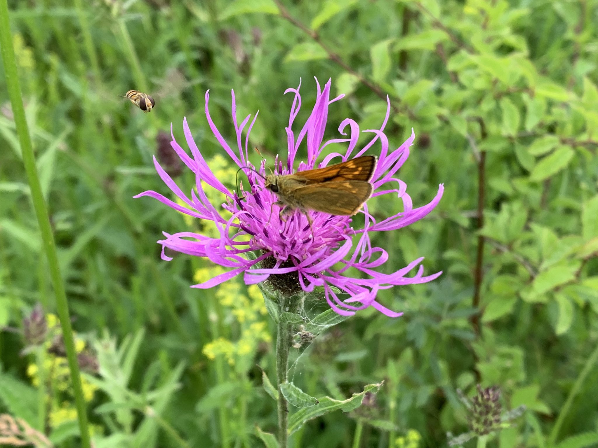 A skipper butterfly sitting on a purple flower, a Knapweed, being watched by an inquisitive Hover Fly!