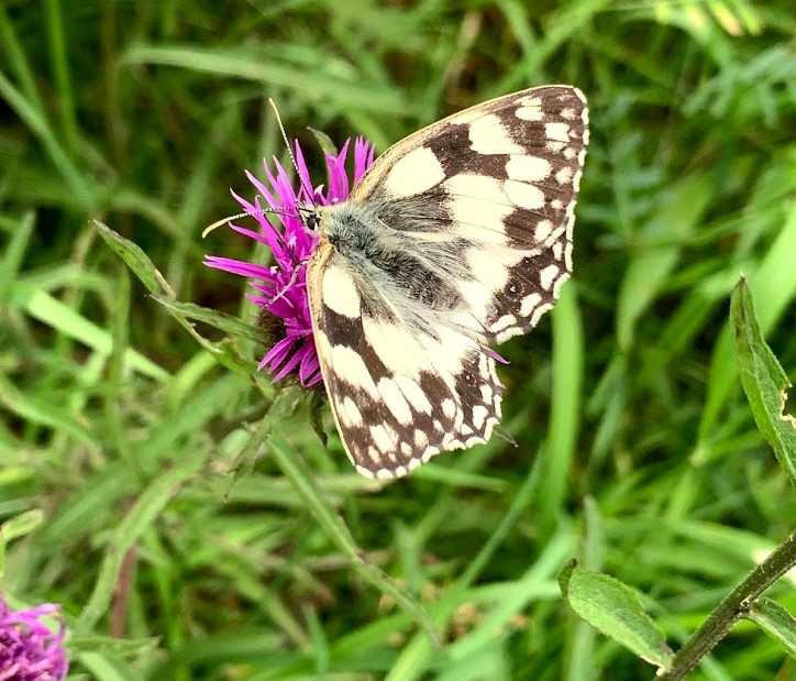 A marbled white butterfly