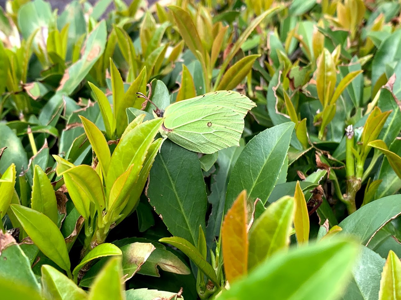 Brimstone Butterfly