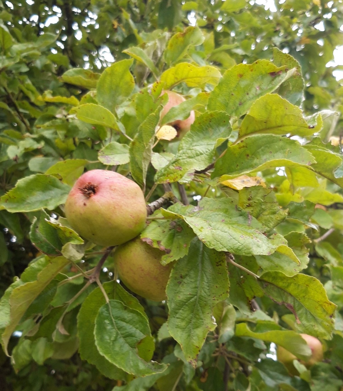 Apples on tree