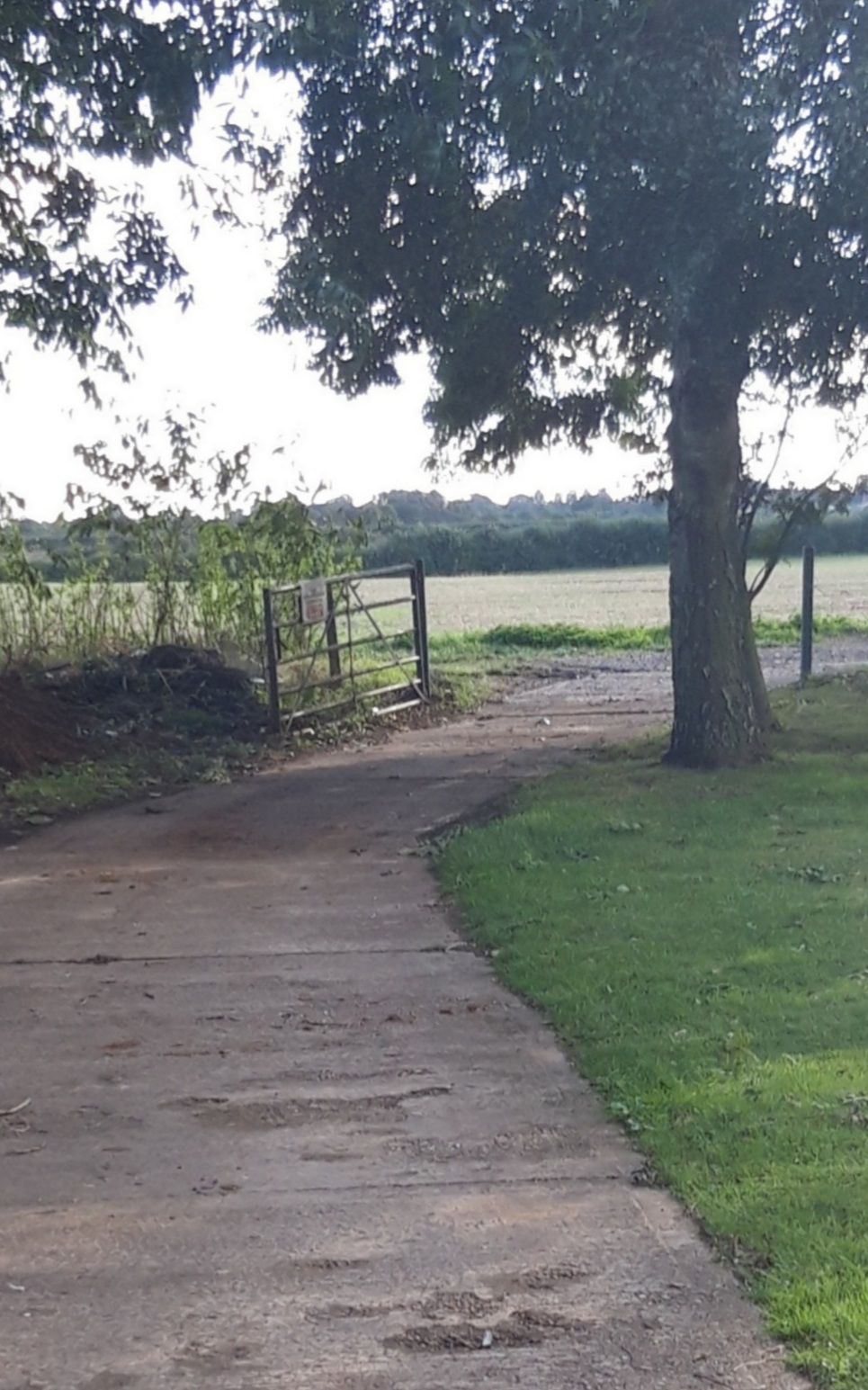 A country lane