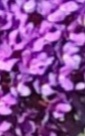 Purple floral