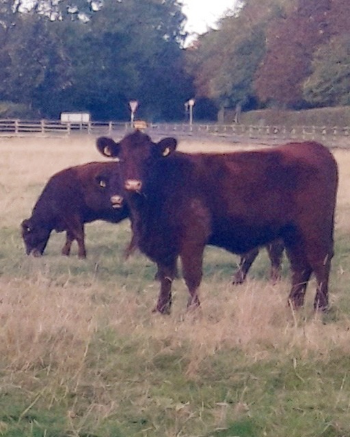 Brown cows in field