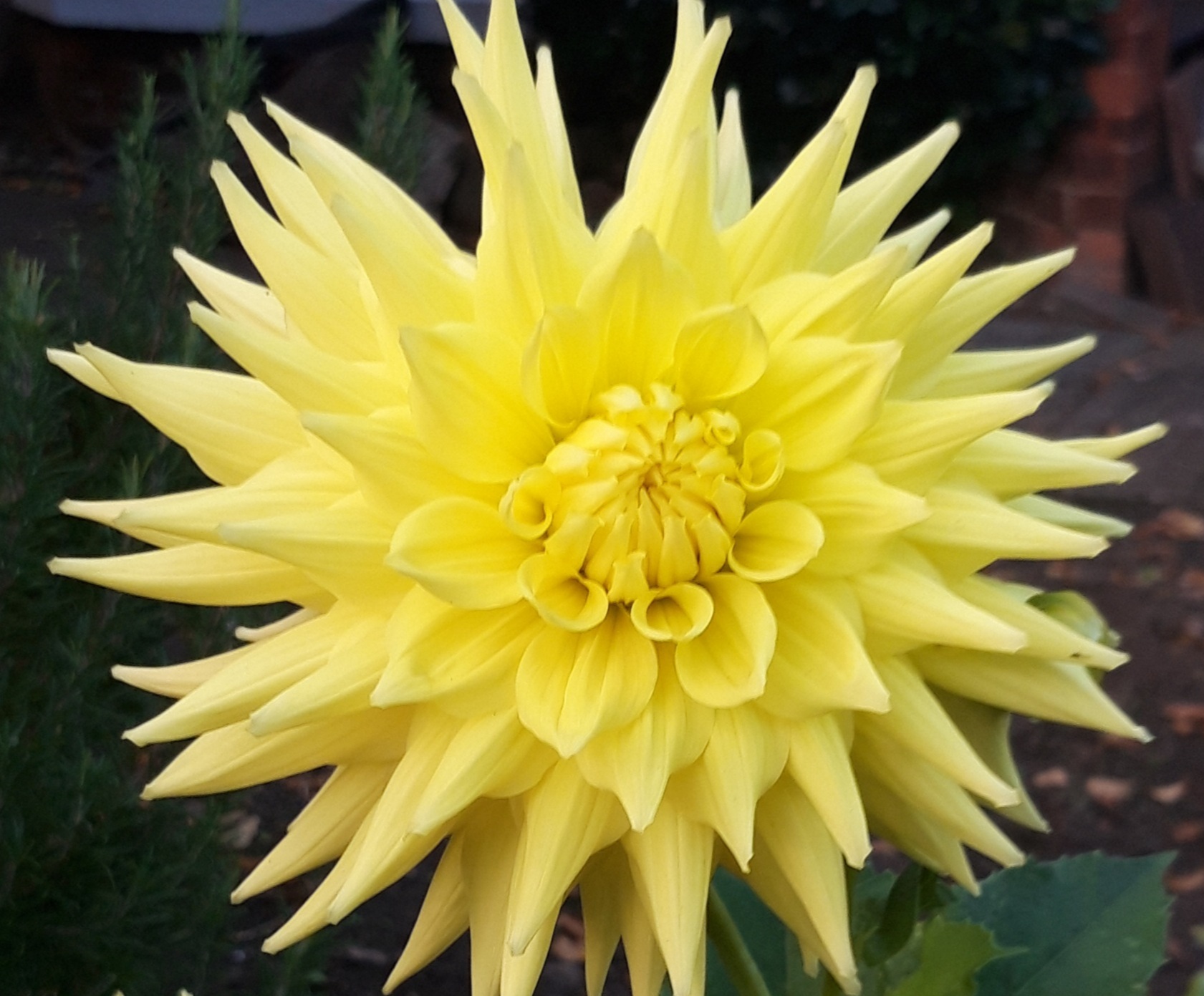 Yellow star flower