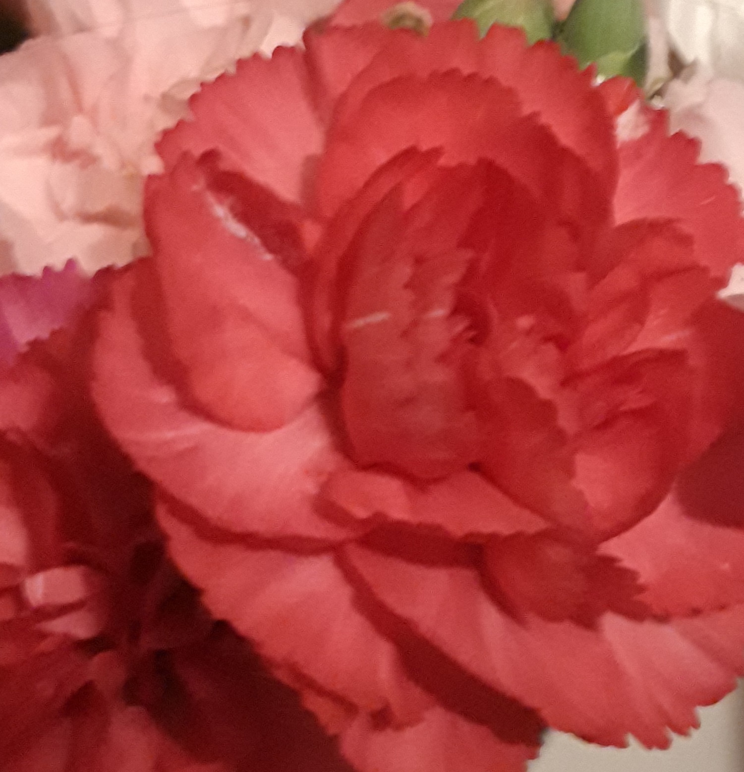 Red and pink carnations