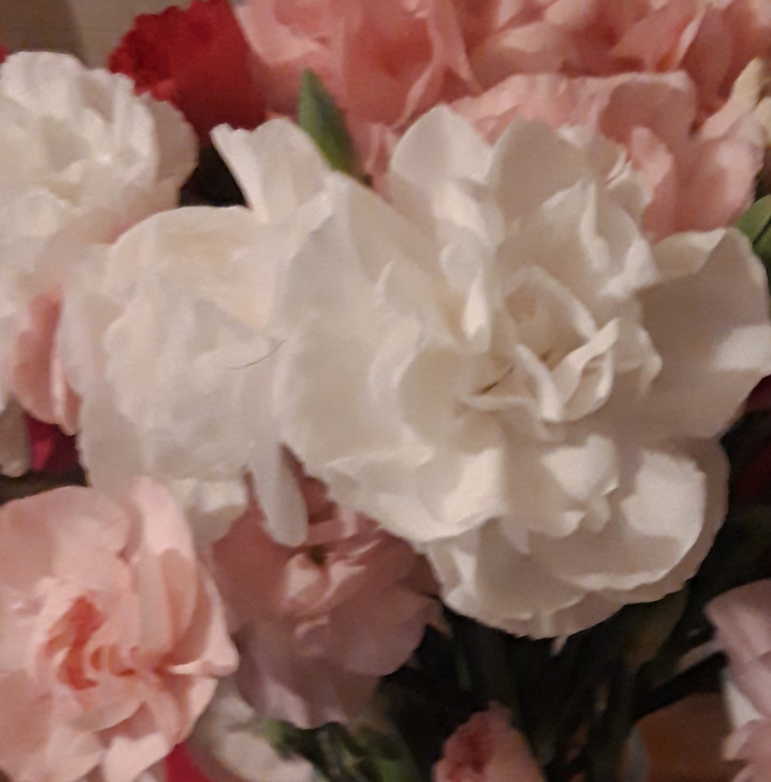 Pink and white carnation flowers