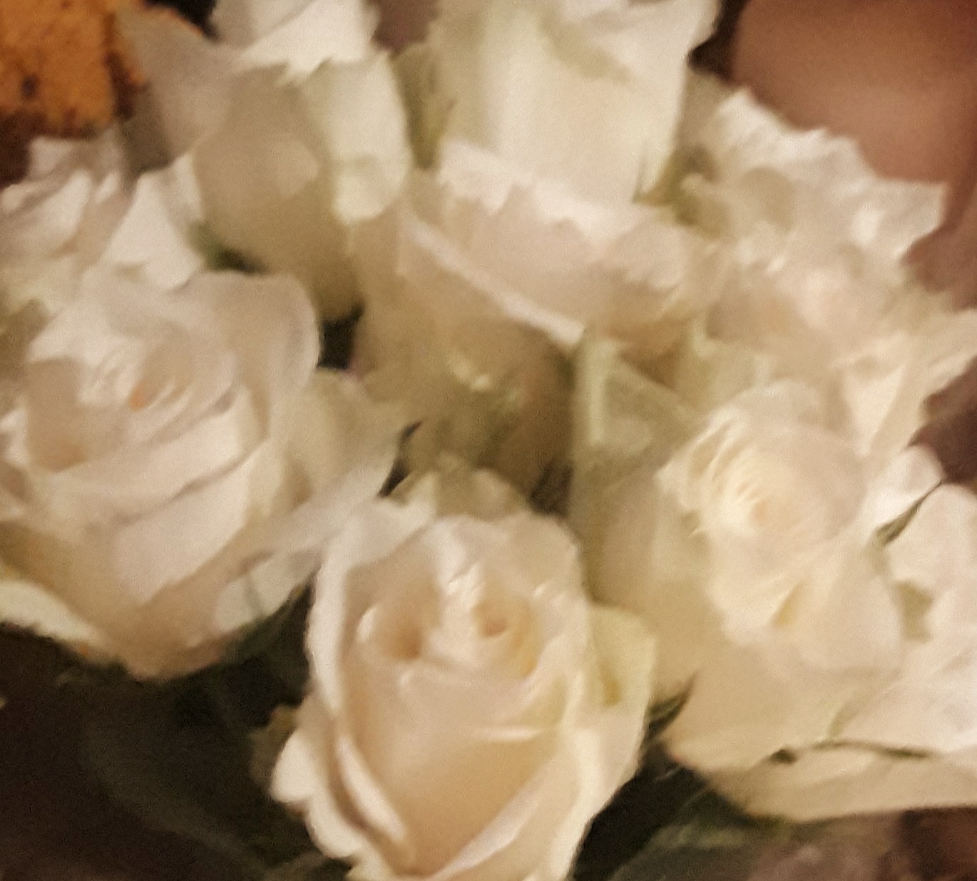 Cream rose buds