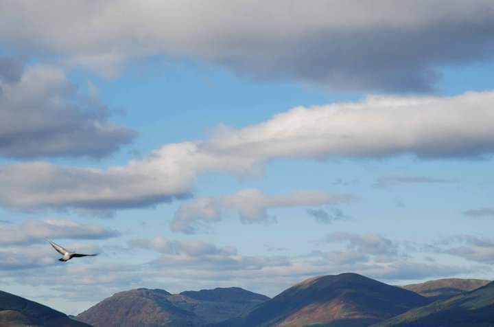 A seagull flying above some hills and the sea.