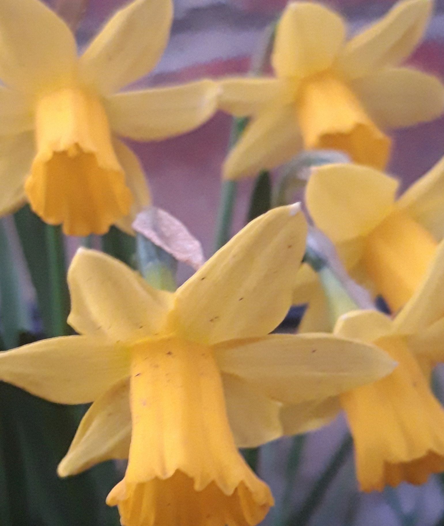 Daffodils in the wood