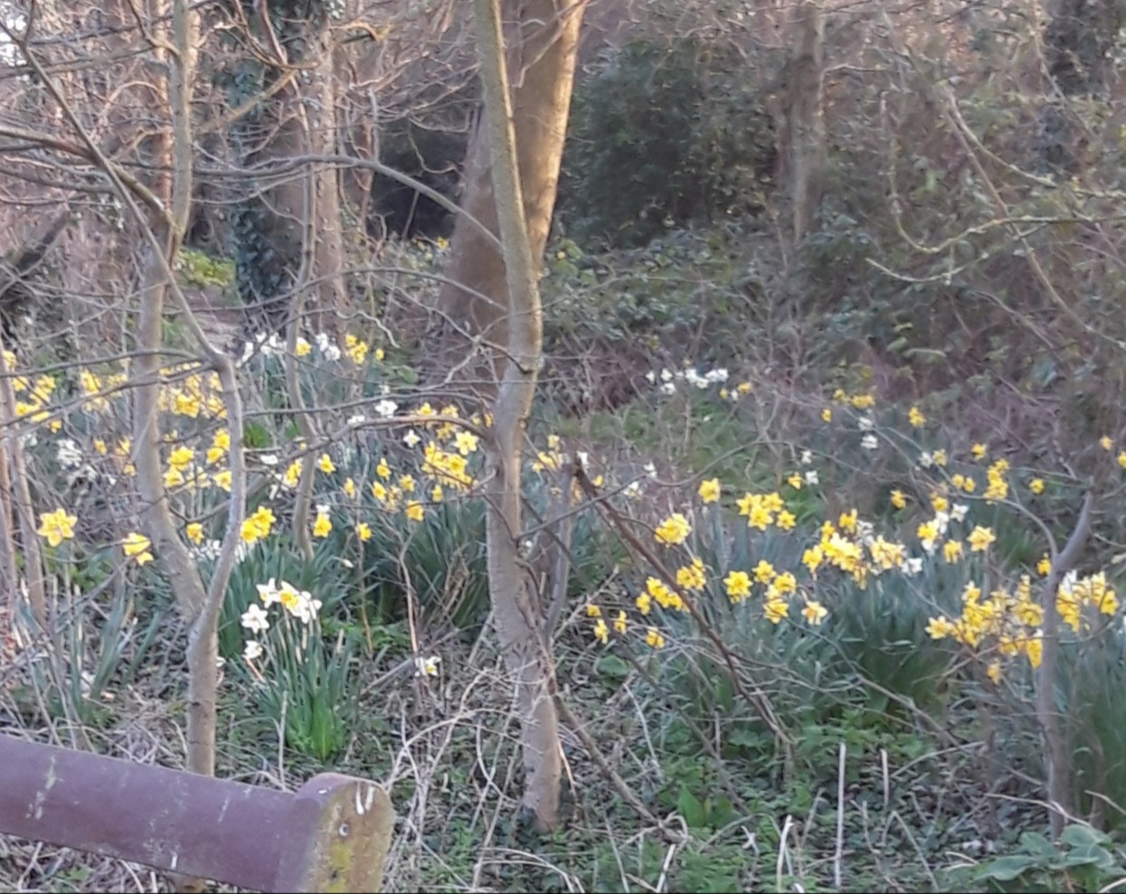 Yellow daffodils in the woods