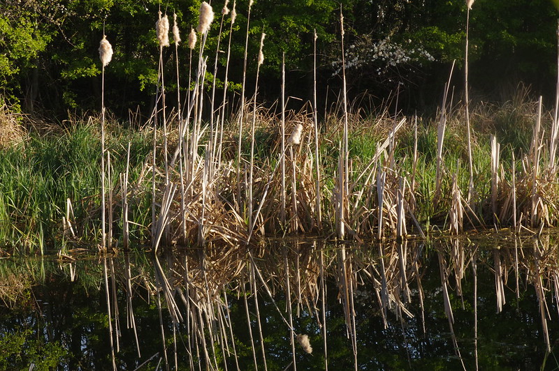Bullrushes with reflections on a still day