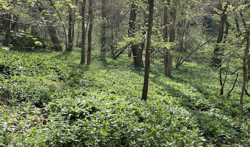 Carpets of wild garlic in an East Sussex wood in April 2022