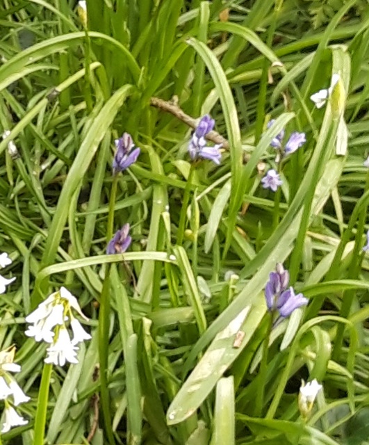 Blue bells and white flowers