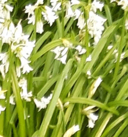 White bells flowers