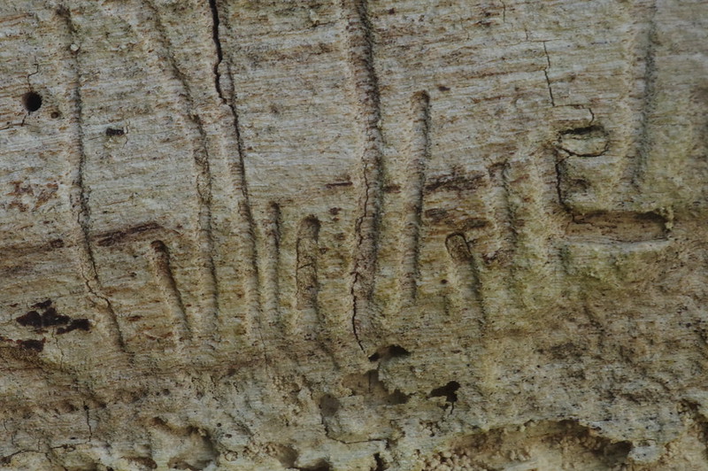 Writing on the tree