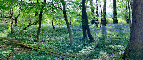 April bluebells in Laughton Common Wood, East Sussex