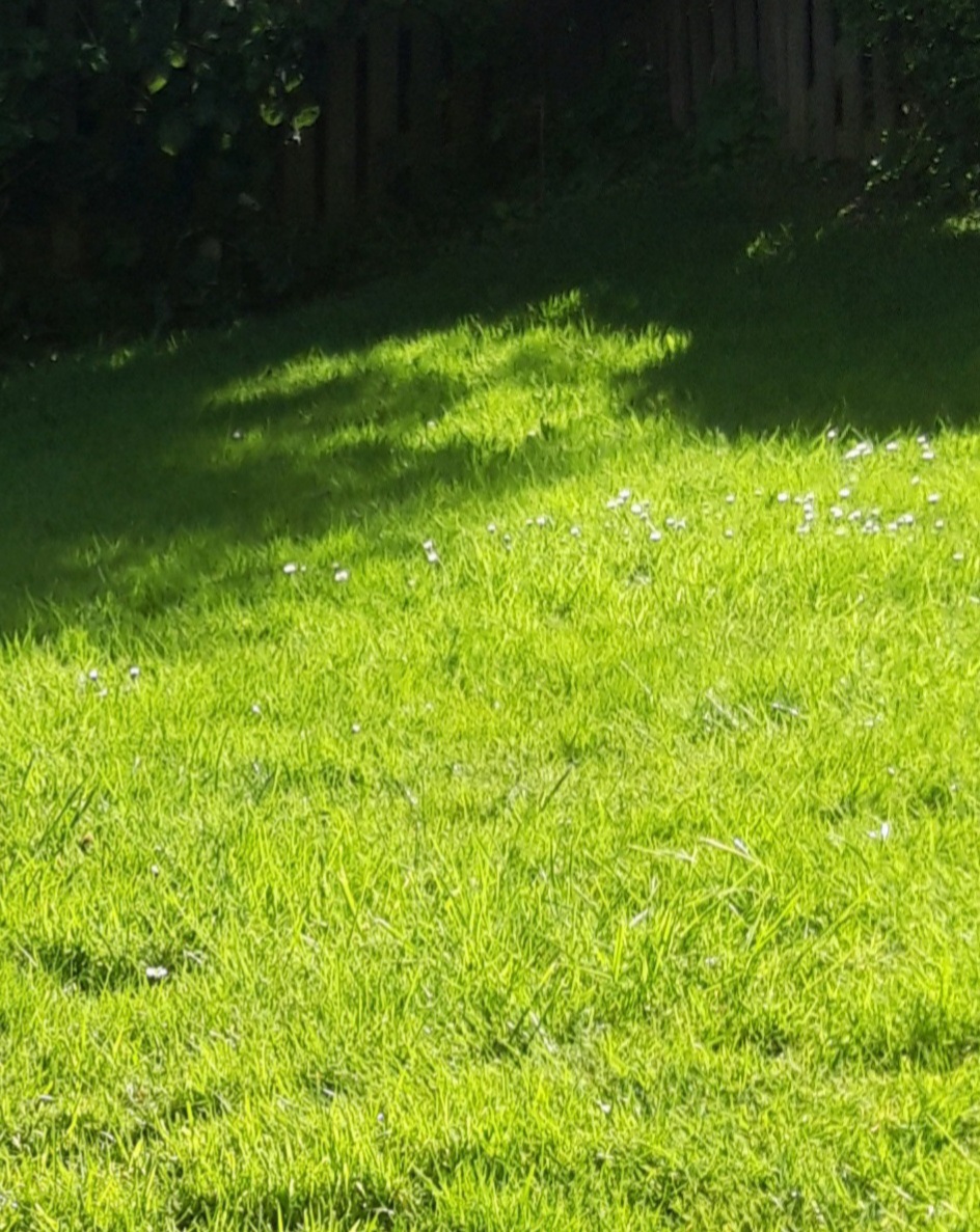 A green lawn in sunshine