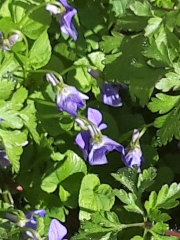 Pretty purple flowers