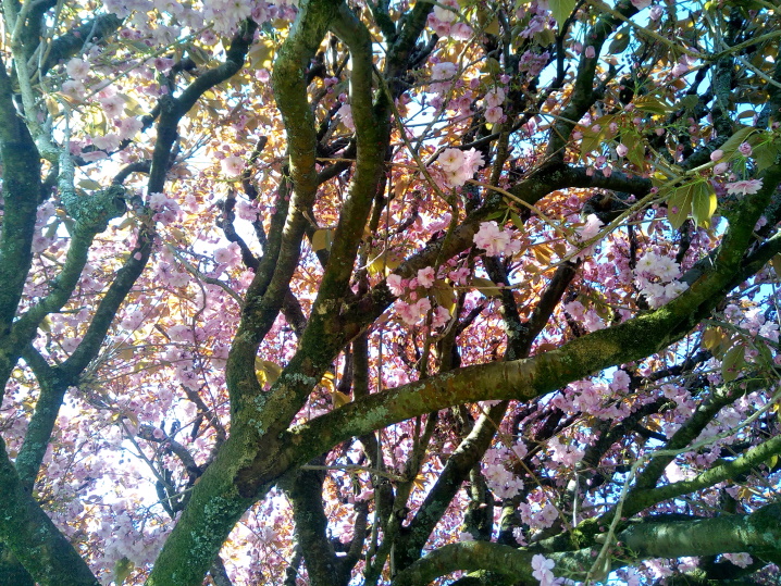 a photo of cherry blossoms