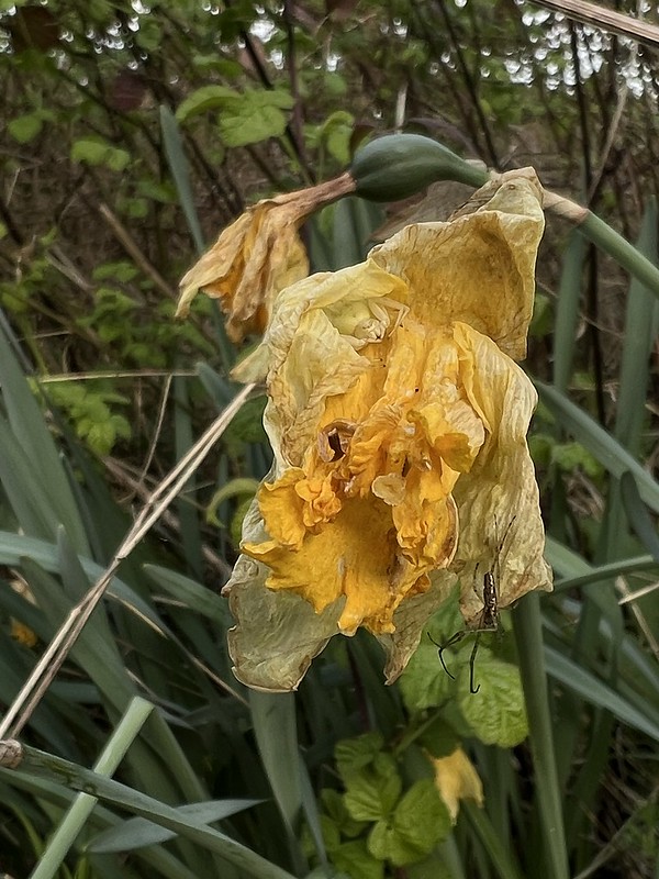 Dead daff with spider