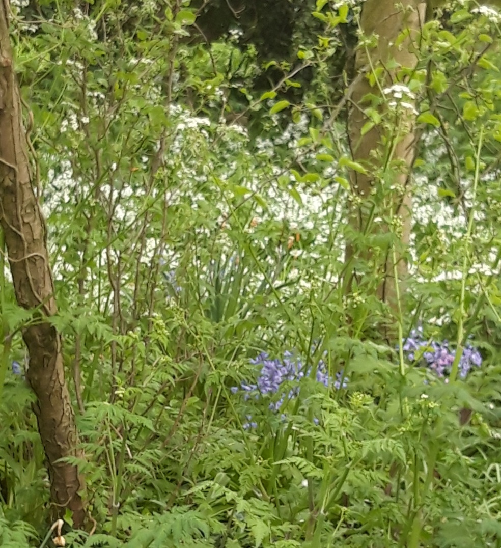 Whitebells and bluebells in the woods